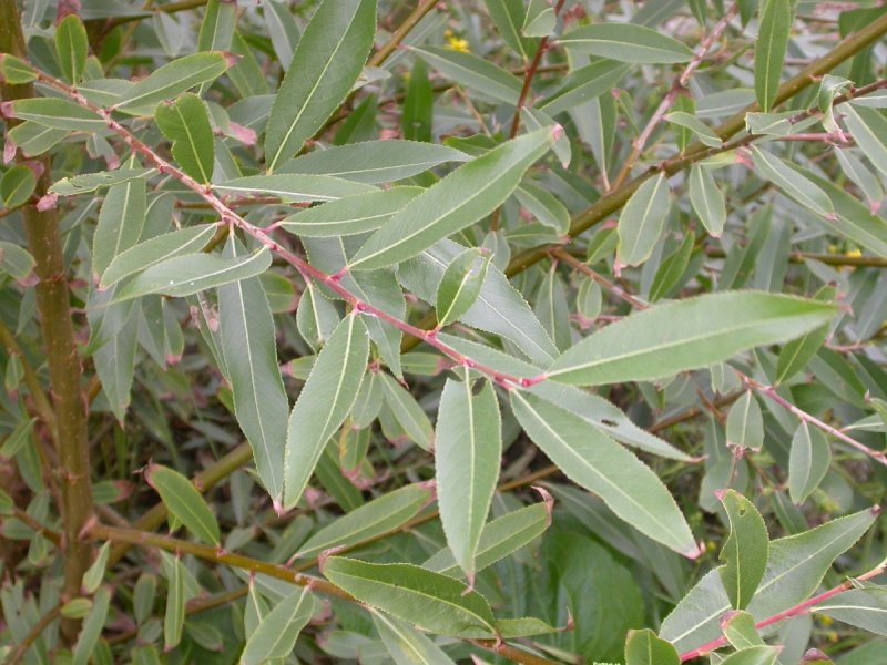 Ива ломкая – Salix jragilis «latifolia »