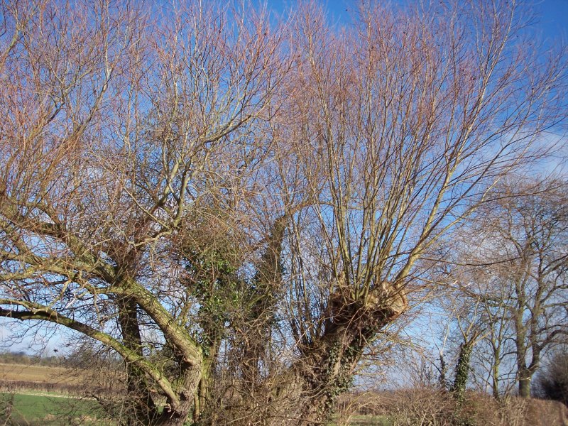Ива ломкая шаровидная Ива ломкая шаровидная (Salix fragilis