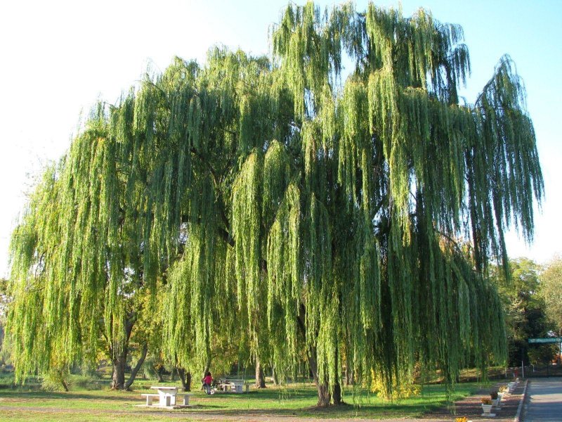 Ива росистая (Salix rorida)