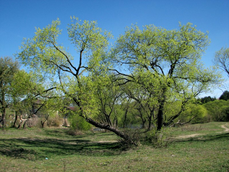 Ива ломкая Salix fragilis