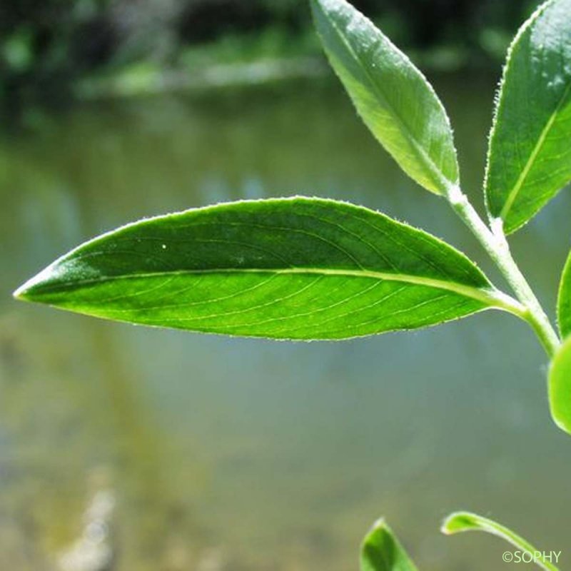 Salix fragilis