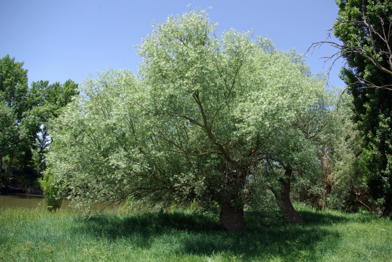 Ива ломкая Булата