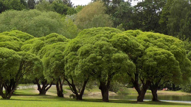Ива ломкая Salix fragilis