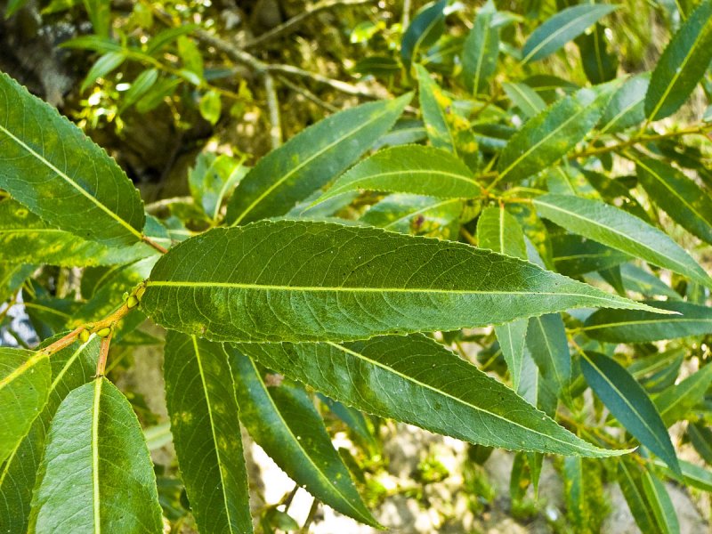 Ива ломкая (Salix fragilis), Ракита