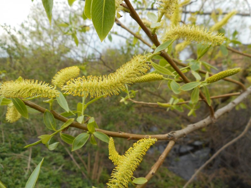 Ива ломкая Salix fragilis (74 фото)