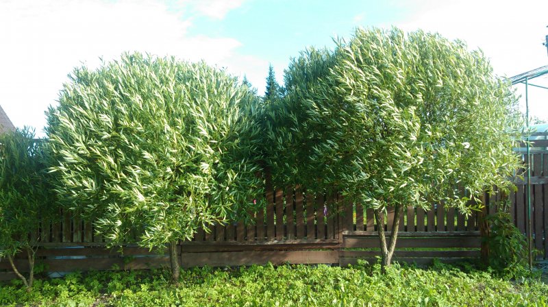 Ива ломкая bullata