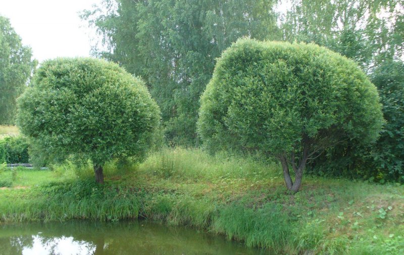 Ива ломкая "Буллата" Salix fragilis 'bullata'
