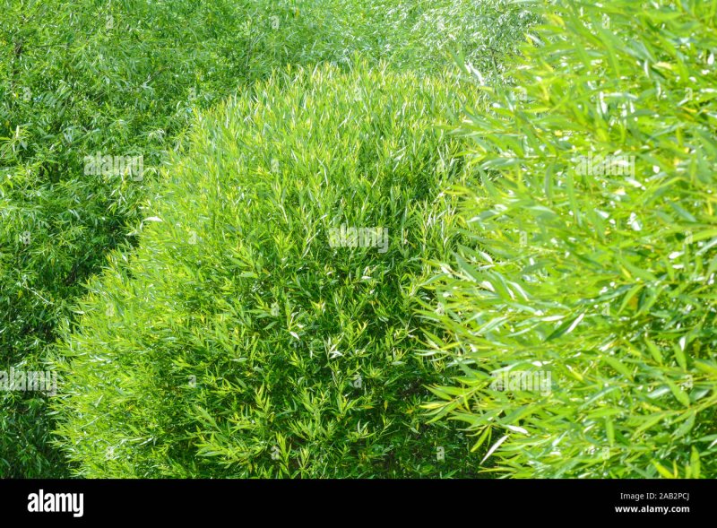Ива ломкая (шаровидная) Salix fragilis