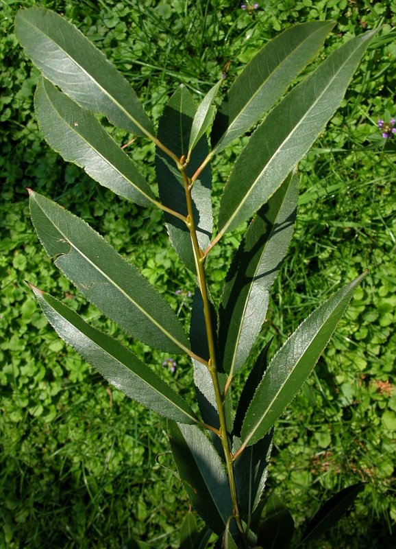 Ива ломкая Salix fragilis