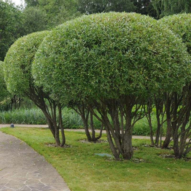 Ива ломкая (шаровидная) Salix fragilis