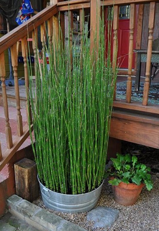 Хвощ зимующий Equisetum hyemale