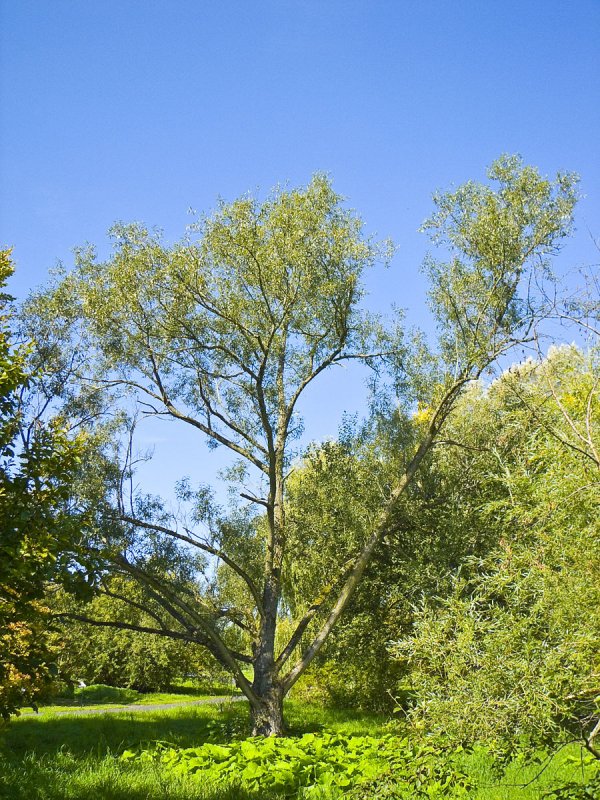 Ива ломкая "Буллата" Salix fragilis 'bullata'