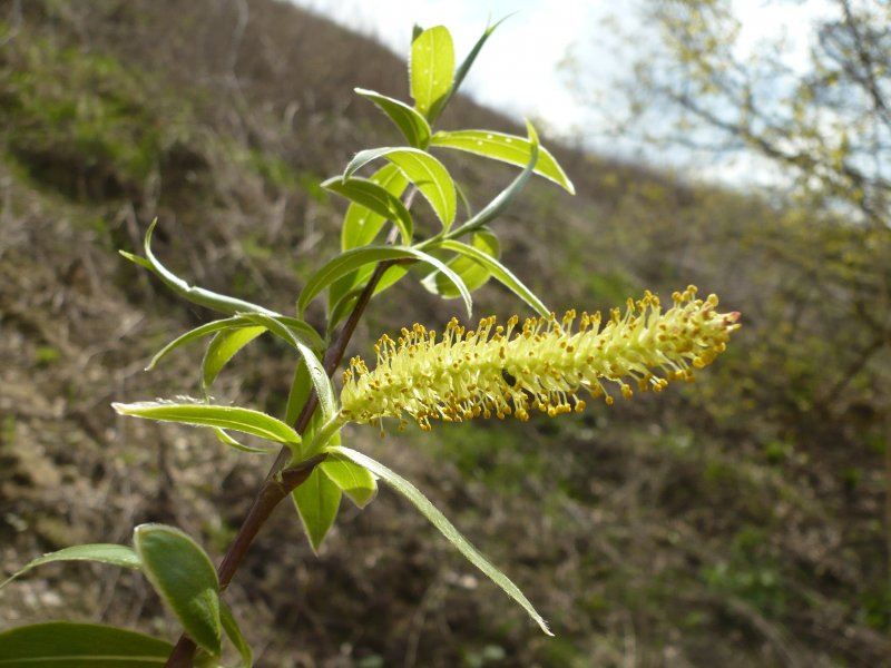 Ива ломкая bullata