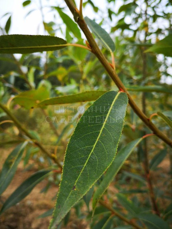 Ива ломкая (шаровидная) Salix fragilis