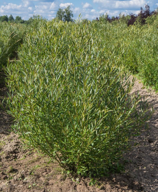 Ива ломкая bullata