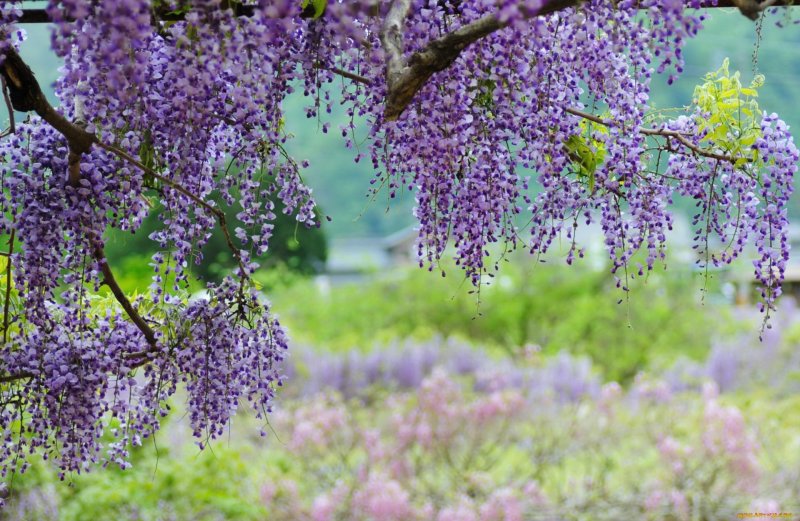 Глициния и Луна