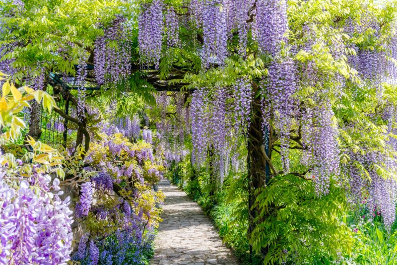 Wisteria macrobotrys