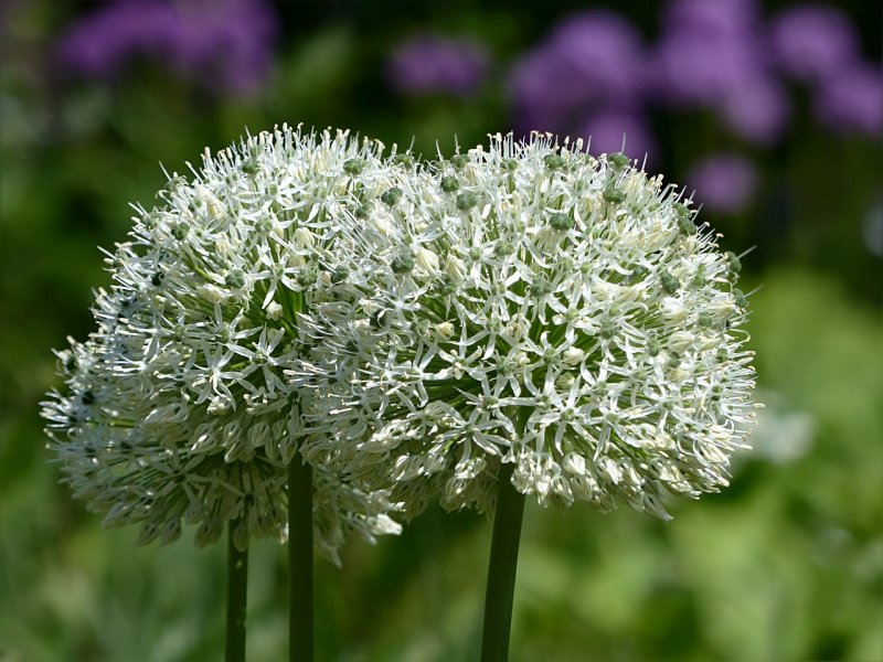 Аллиум (Allium) giganteum