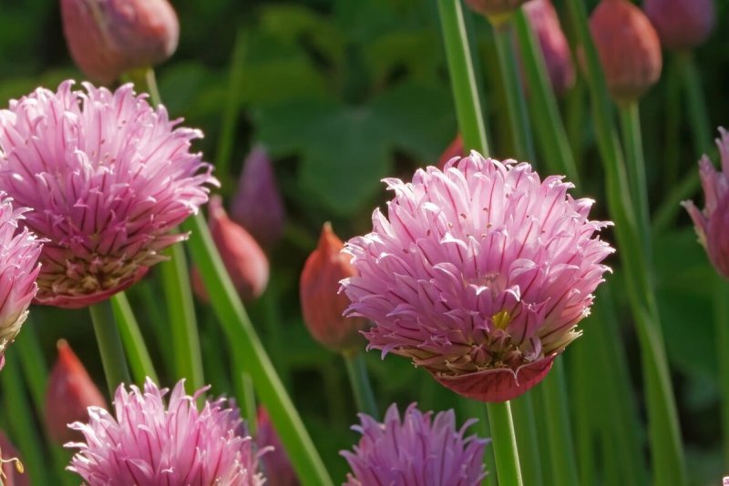 Лук шнитт (Allium schoenoprasum)