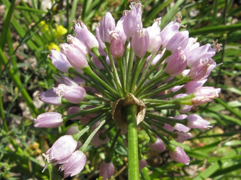 Лук горный - Allium montanum