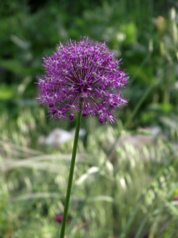 Аллиум altissimum