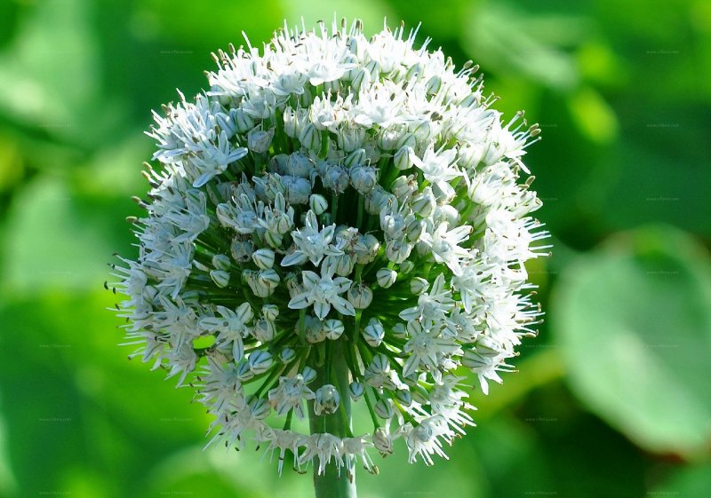 Allium sativum l.