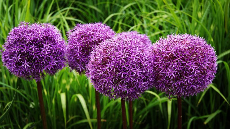 Гигантский лук (Allium giganteum