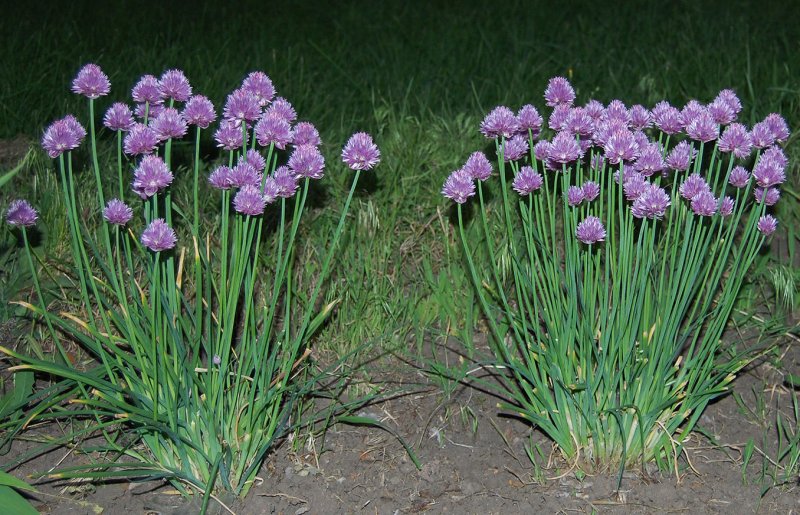 Аллиум Глоубмастер