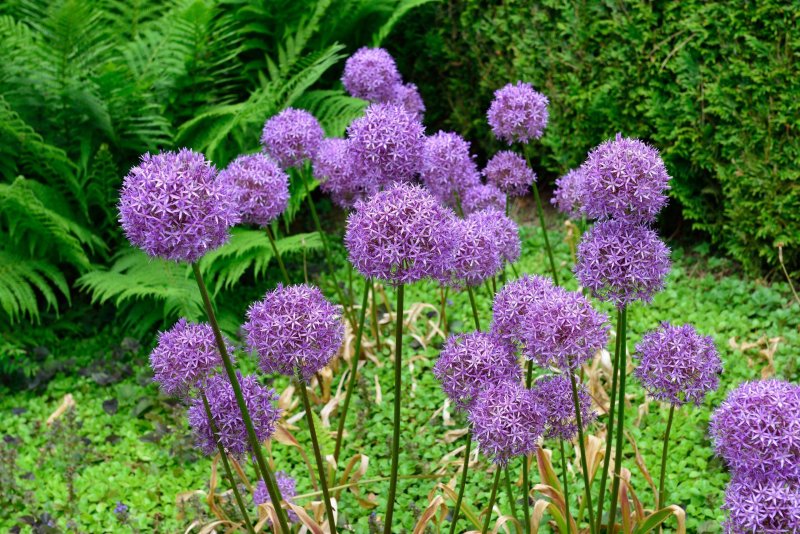 Лук афлатунский, Allium aflatunense