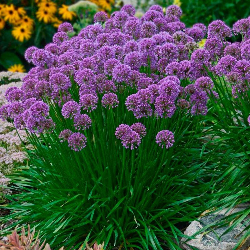 Лучок голландский Allium hollandicum