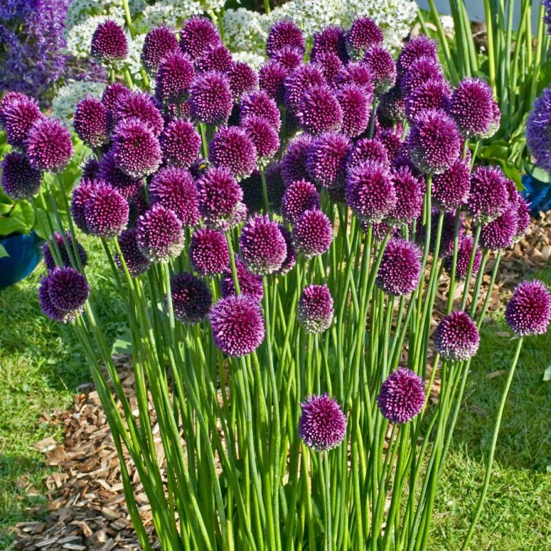 Allium SP. Дальний Восток