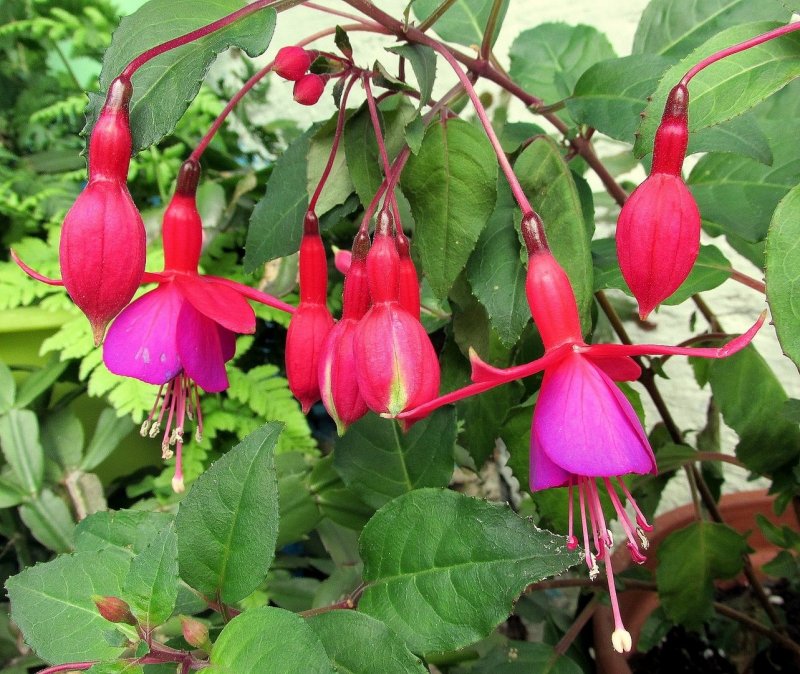 Фуксия Bella Fuchsia Vera