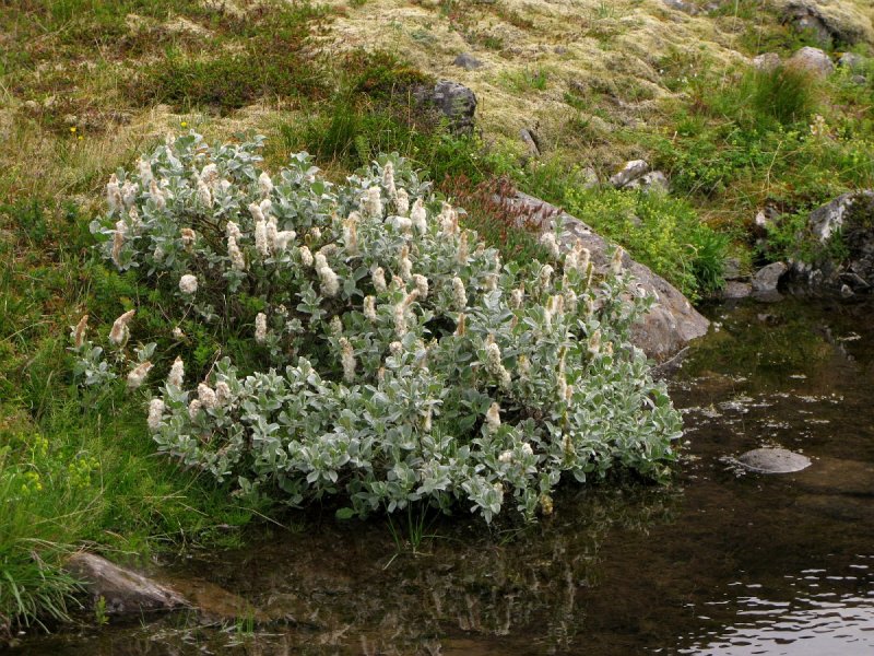 Ива мохнатая Salix Lanata