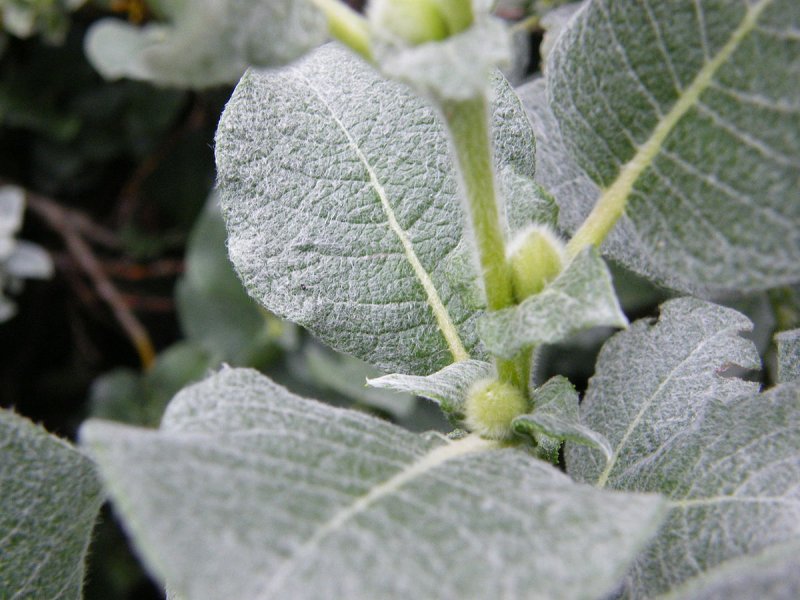 Salix Lanata