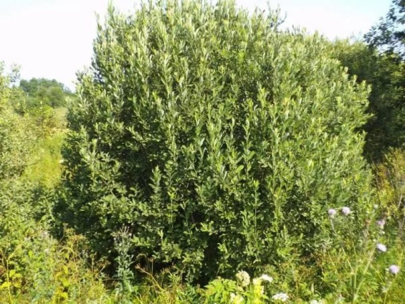 Кустарник Ива пепельная