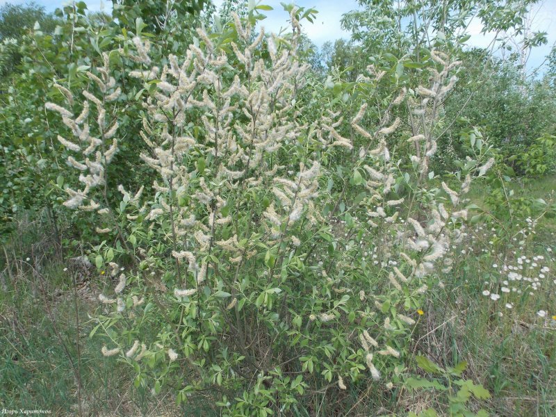 Salix cinerea Tricolor