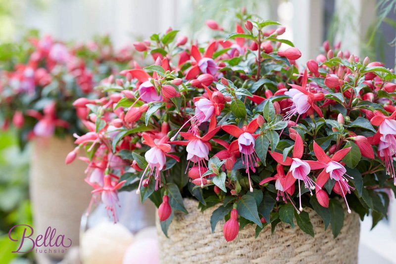 Фуксия Fuchsia magellanica Diva® Rose & Violet