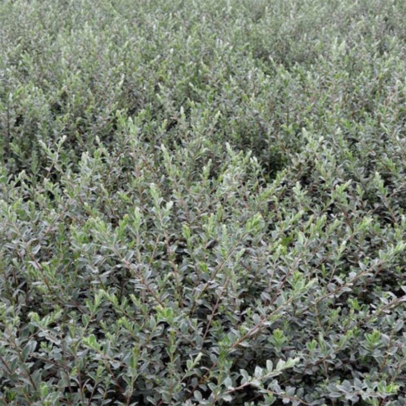 Ива ползучая "argentea" ("Аргентеа")