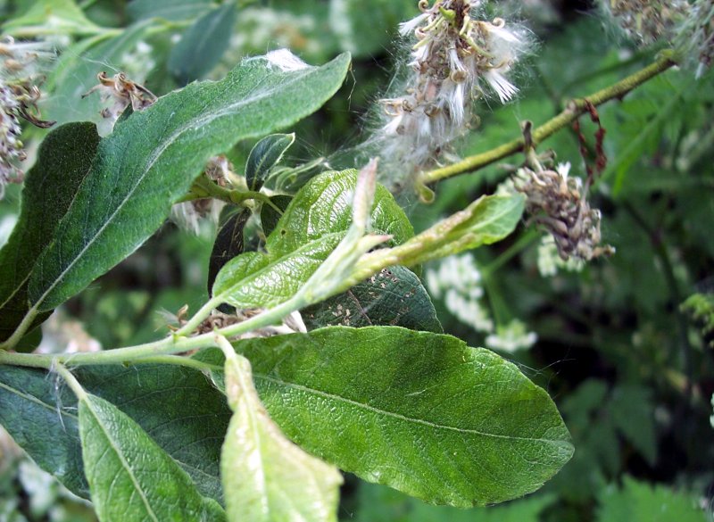 Ива пепельная Salix cinerea