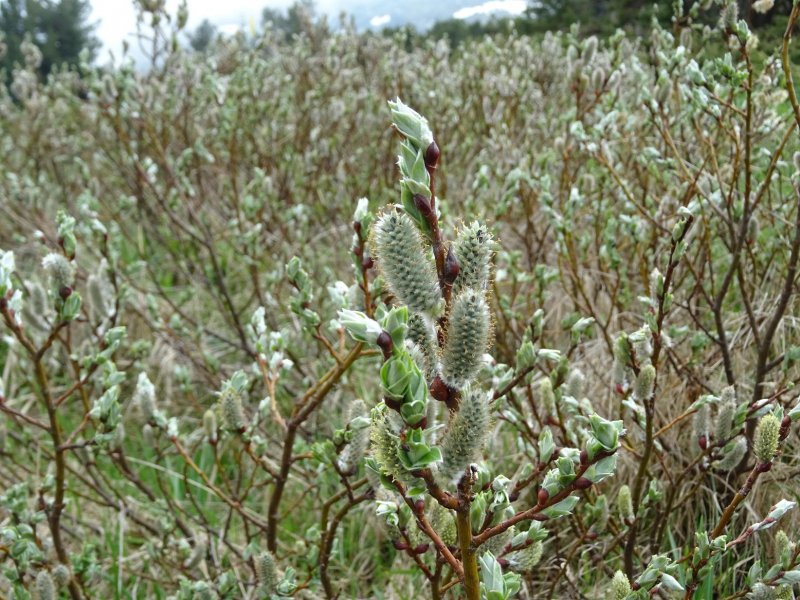 Ива Лапландская Salix lapponum