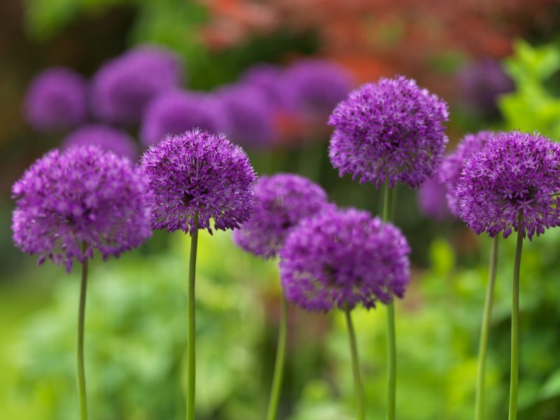 Allium hollandicum 'Purple Sensation'