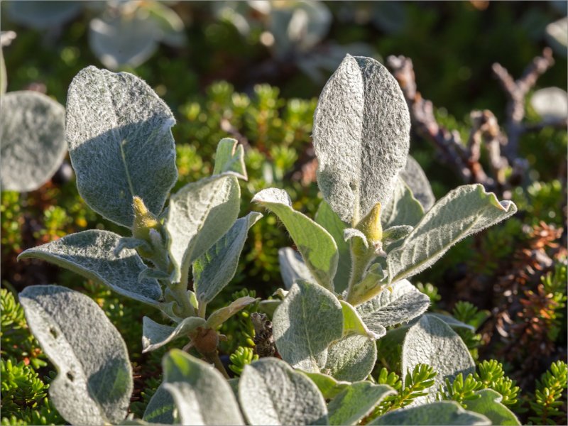 Ива Salix Lanata