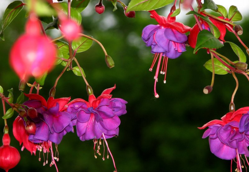 Фуксия Fuchsia up Winston Churchill