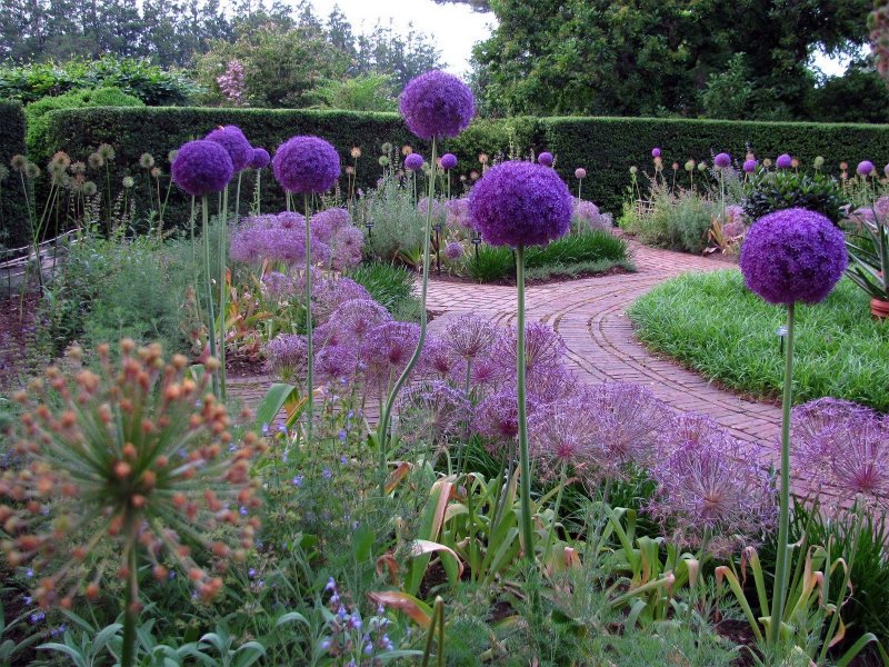 Гигантский лук (Allium giganteum