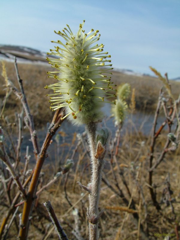 Ива шерстистая (Salix Lanata) описание