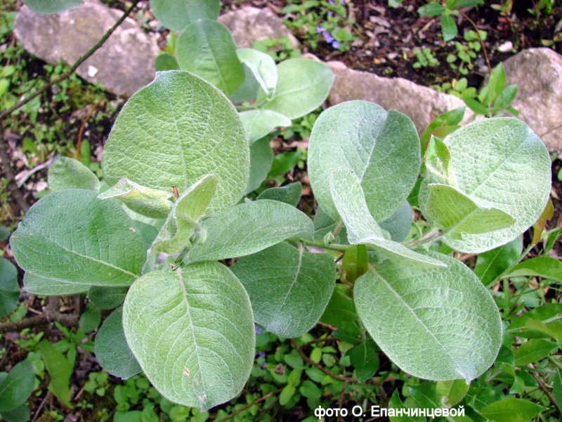 Ива мохнатая, шерстистая (Salix Lanata)