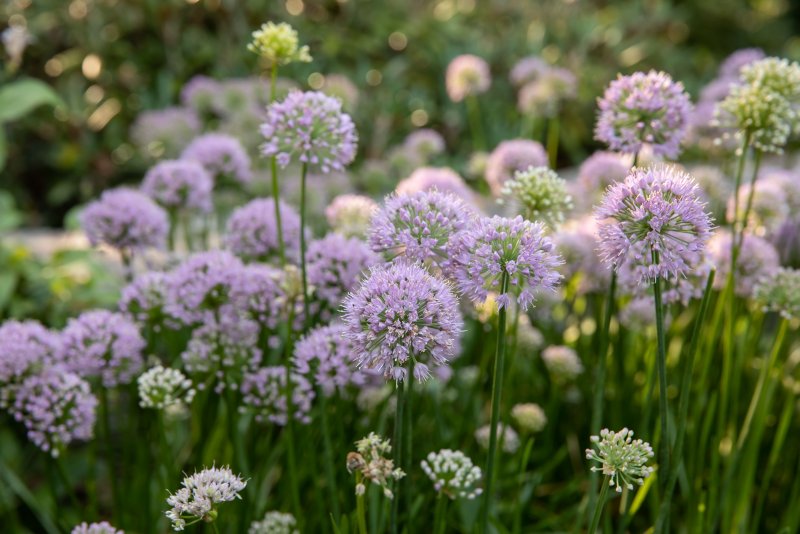 Аллиум (Allium) giganteum
