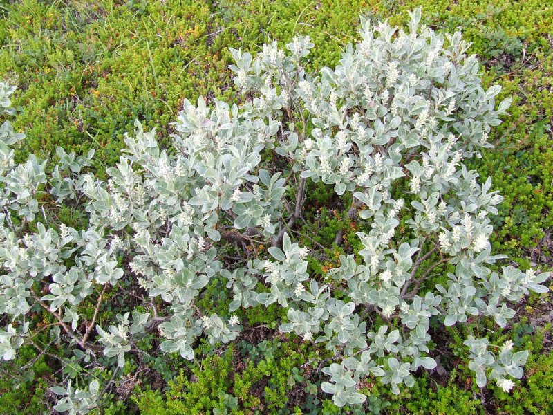Salix glauca