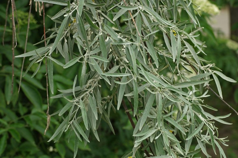 Ива серебристая (лохолистная) Salix elaeagnos