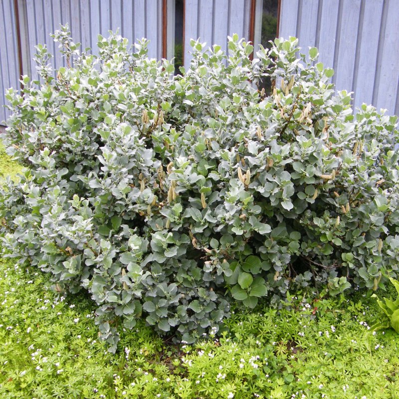 Ива Salix Lanata